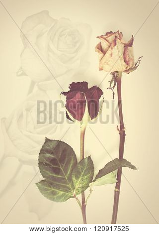 Dead Rose .Roses Frame Image & Photo (Free Trial) | Bigstock