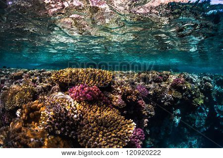 Coral reefs with tiny fish in the Ras Muhammad National Park. Egypt