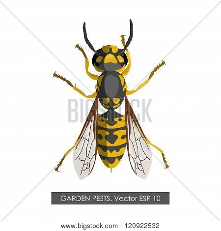 Detailed Drawing Of Wasp On A White Background