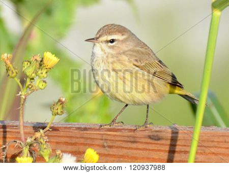 Palm Warbler on Wood Fencing