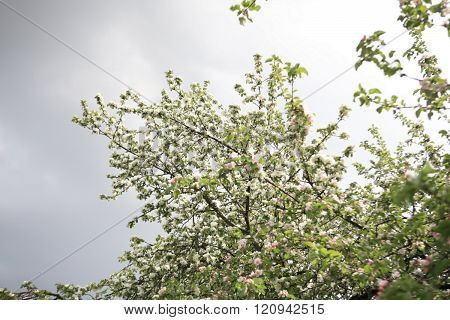 Apple Flower At Spring