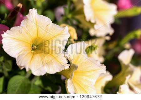 White Petunia Surfinia Vein
