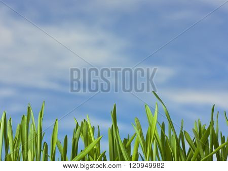 Spring Nature Background With Grass And Blue Sky