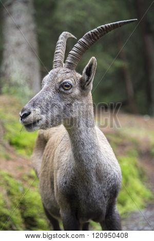 Portrait of a female alpine ibex or bouquetin