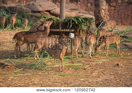 Chital, Cheetal, Spotted Deer, Axis Deer Eating