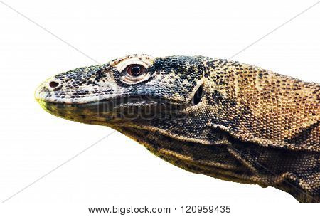 Komodo Dragon (varanus Komodoensis) Portrait On The White Background