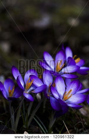 crocus