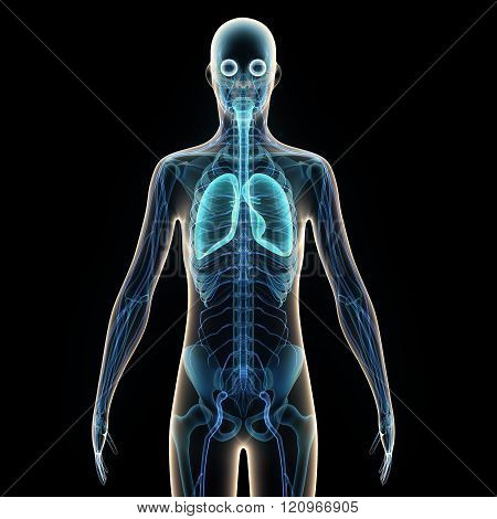 human body lungs
