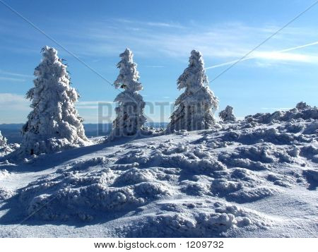 drei schneebedeckten Bäume