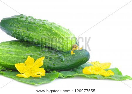 Ripe cucumbers isolated on a white background