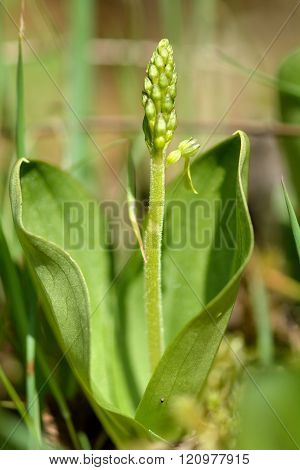 Common twayblade (Neottia ovata)