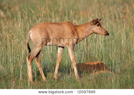 Veau Tsessebe antilope