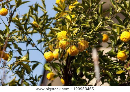 Bergamot On The Tree