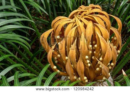 Cycad Cycas circinalis