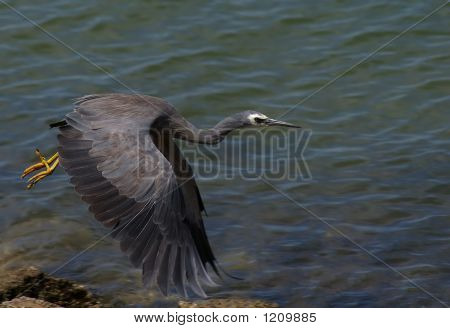Heron průlet