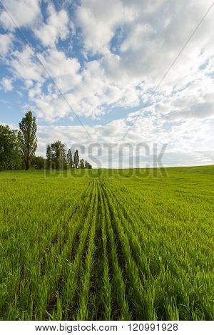 Landscape Of Green Wheat Field