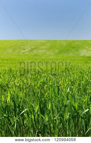 Young wheat field on a background of the blue sky