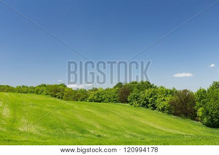 Young green wheat field