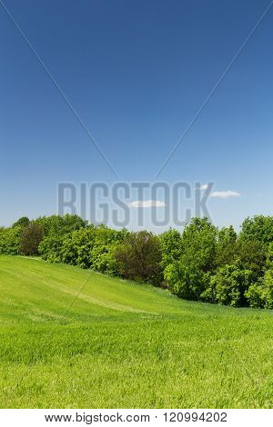 Young green wheat hill field on a background of the blue sky line of trees