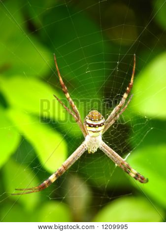 St Andrews Spider 2