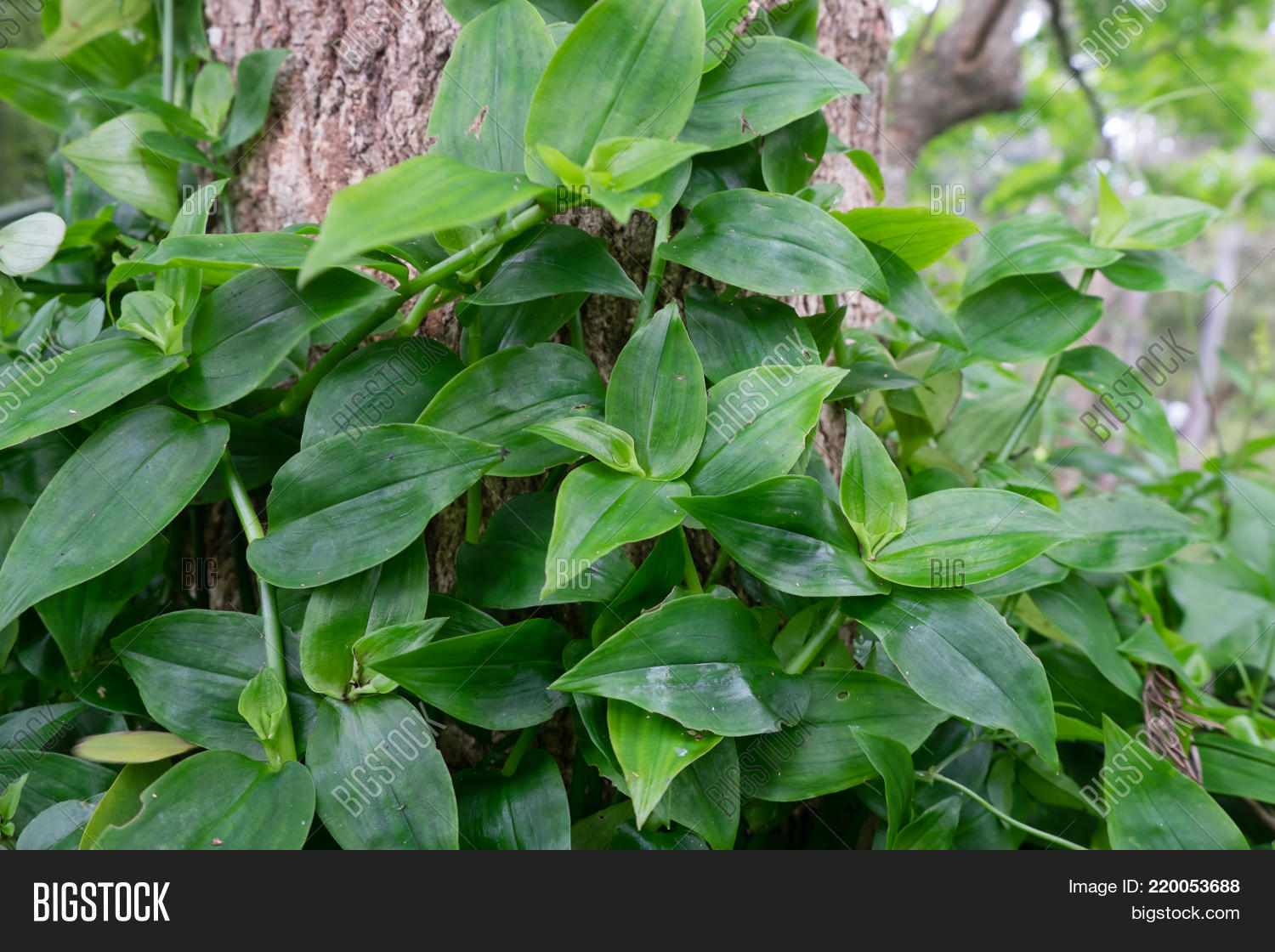 Tradescantia Image Photo Free Trial Bigstock