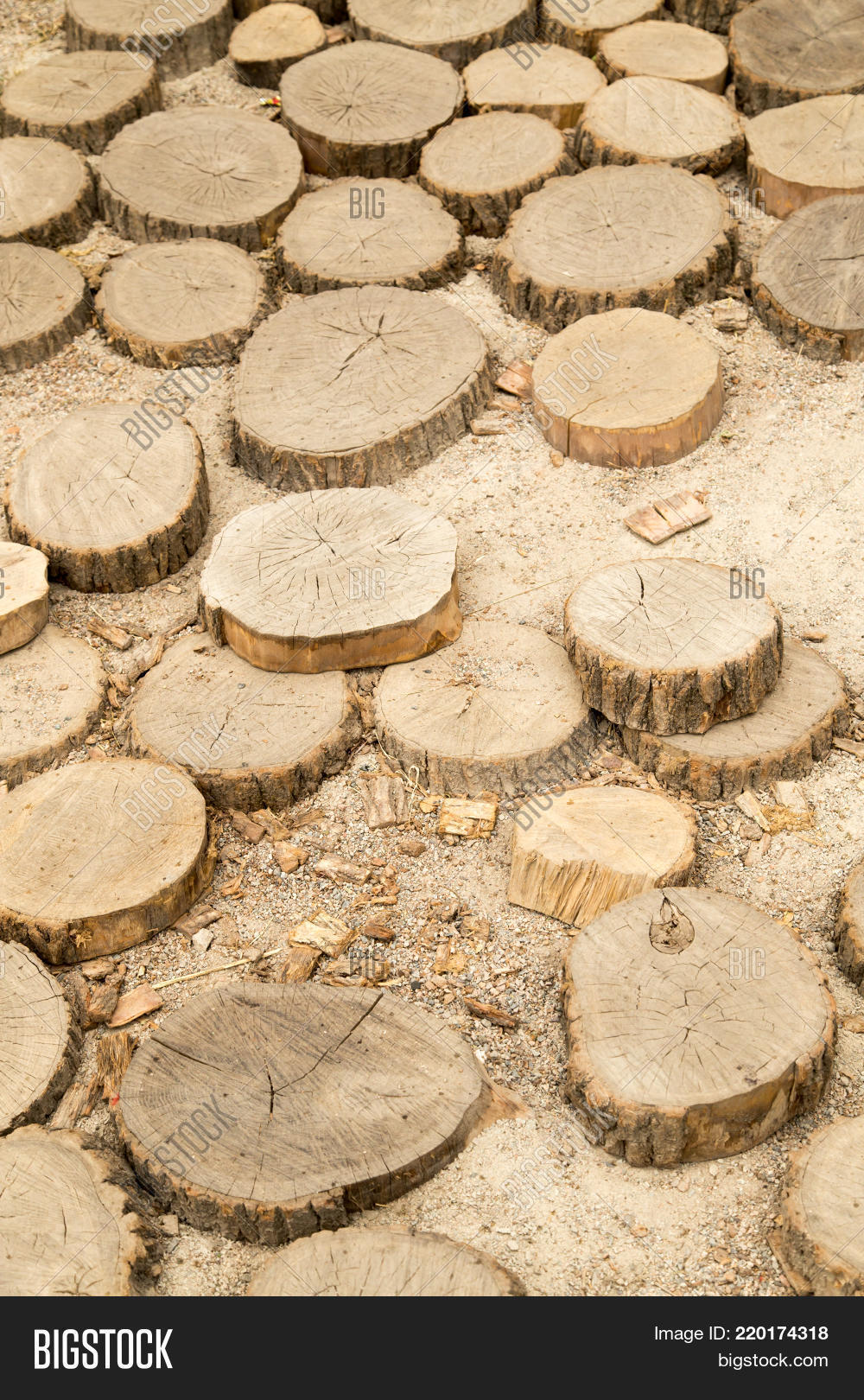 pile tree stumps image photo free trial bigstock