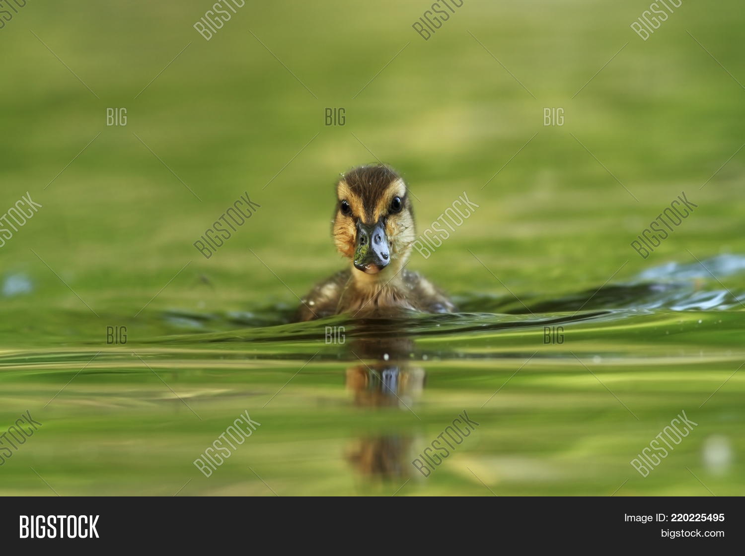 Image Preview