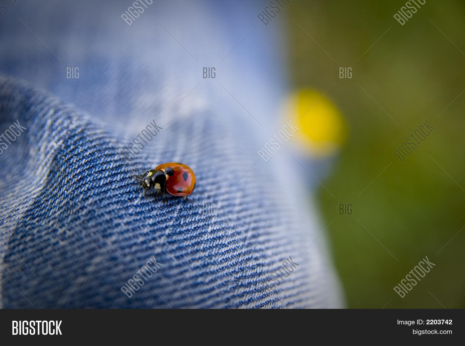 Image Preview