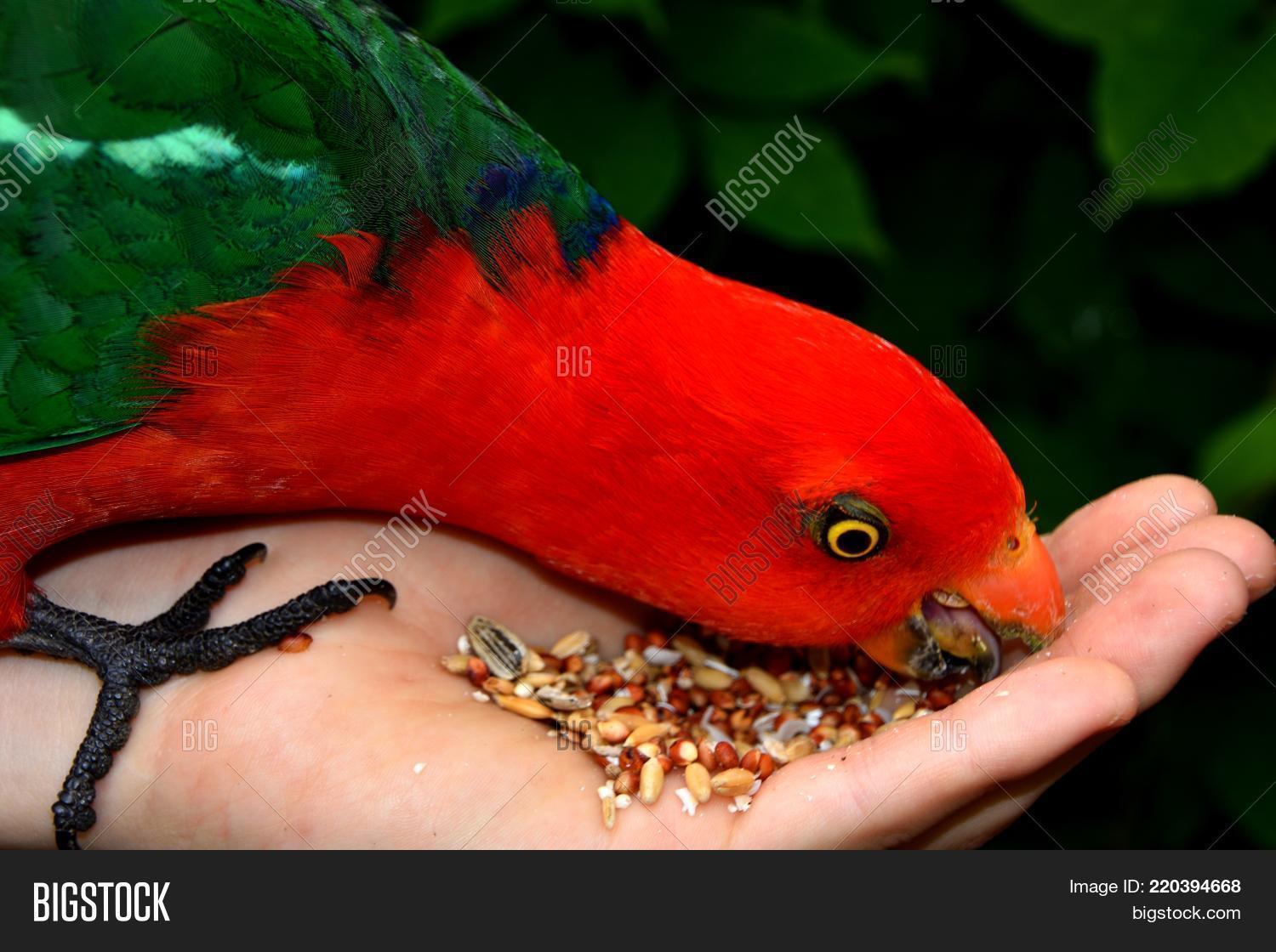 Image Preview