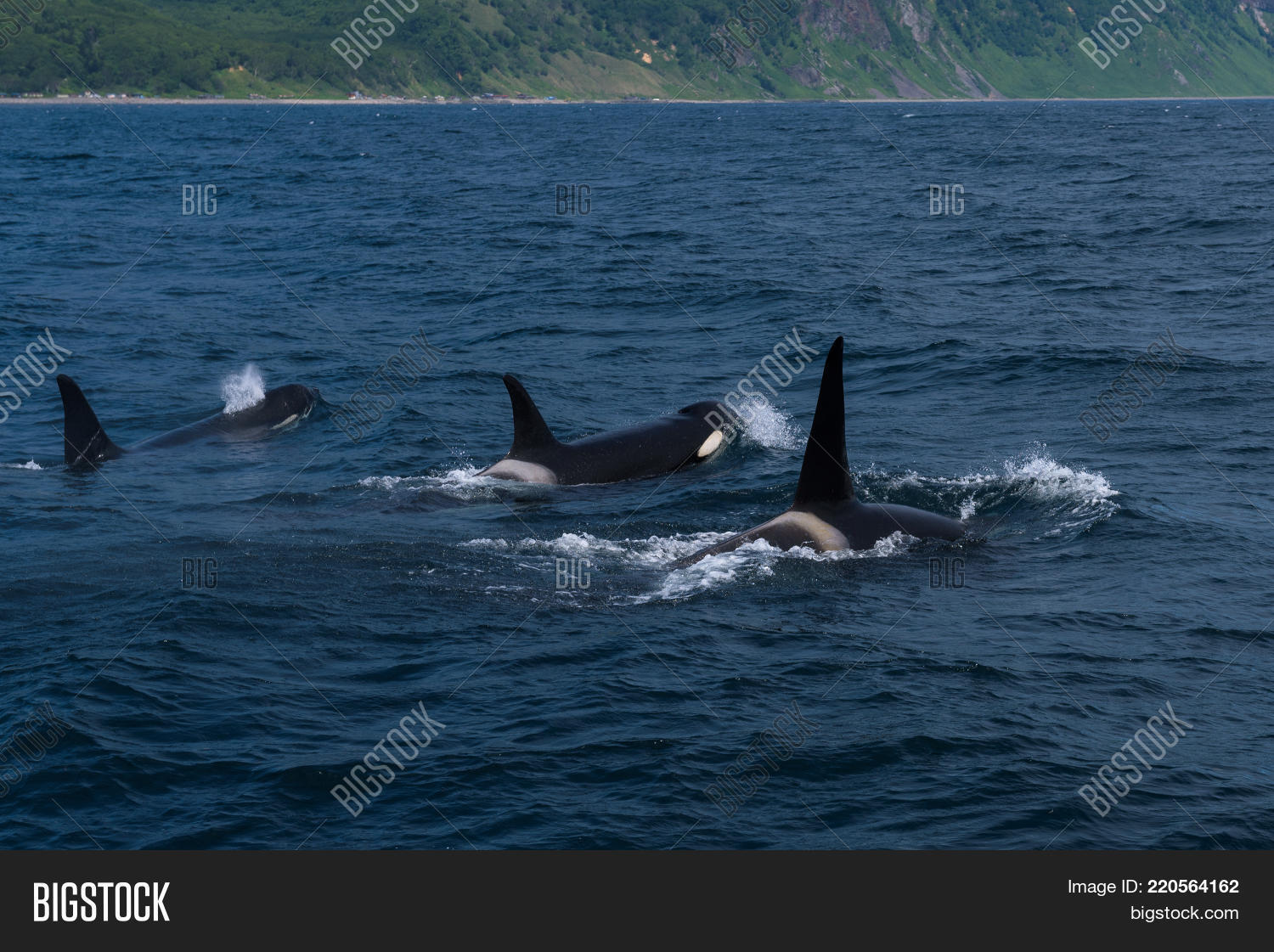 Image Preview