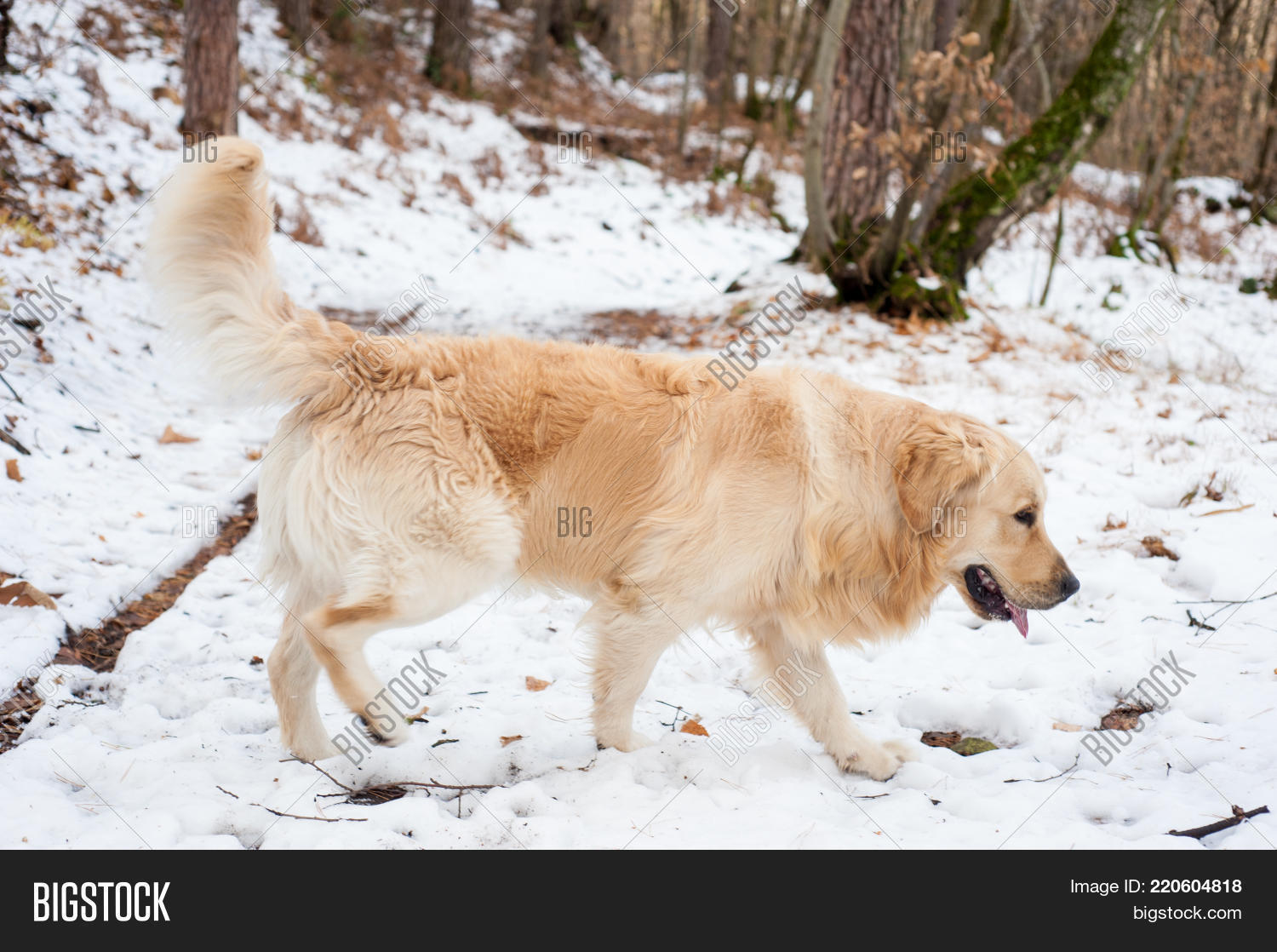 Image Preview