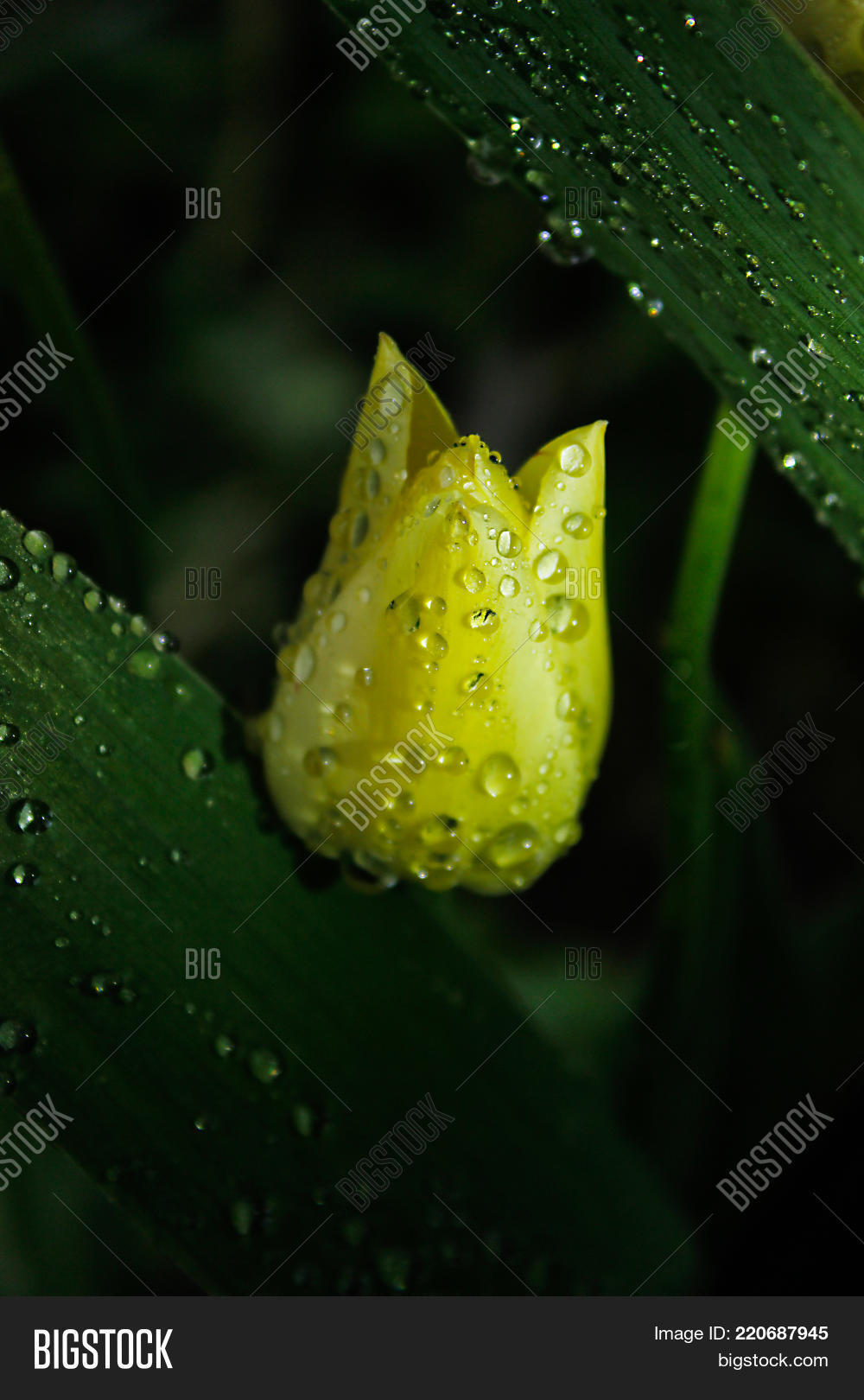 Image Preview