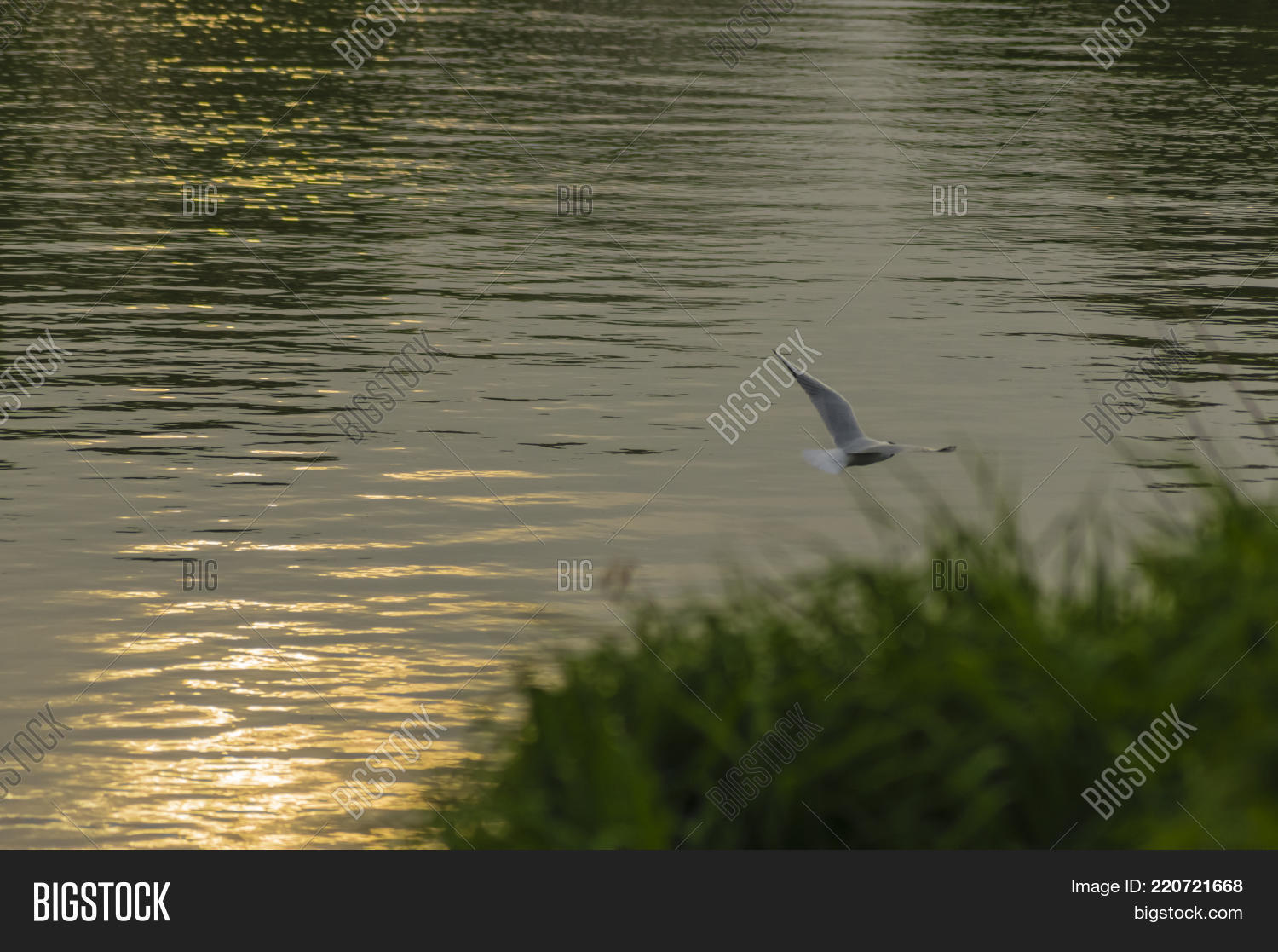 Image Preview