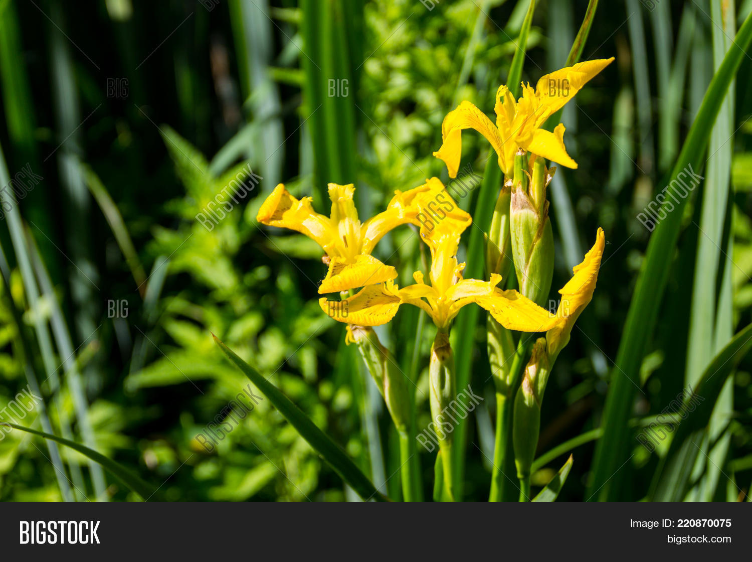 Image Preview