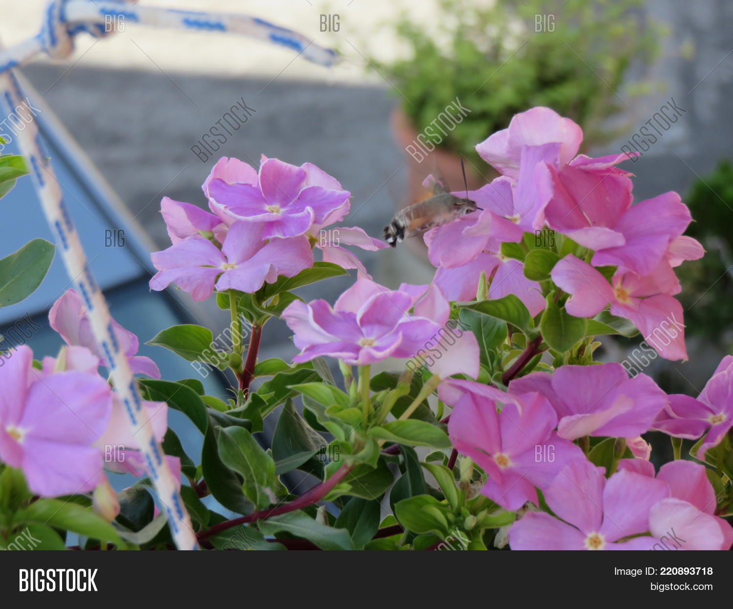 Image Preview