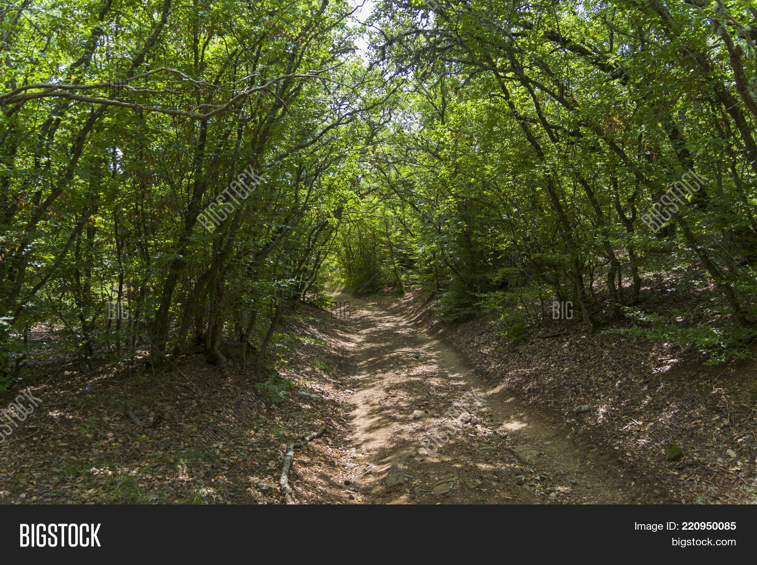 Image Preview