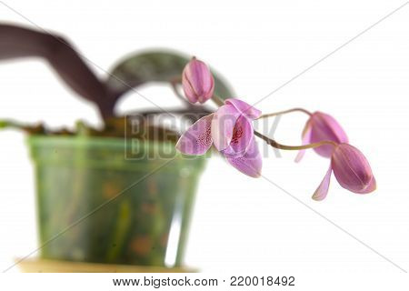 Beautiful rare orchid in a pot on a white background