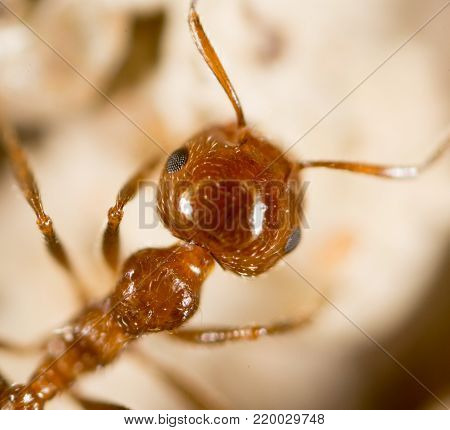Ant. close . In the park in nature