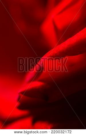 red rose as a background. close . In the park in nature