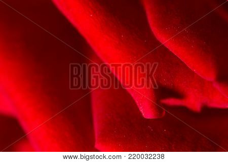 red rose as a background. close . In the park in nature