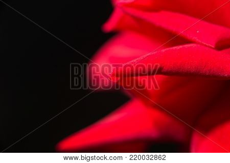 red rose as a background. close . In the park in nature