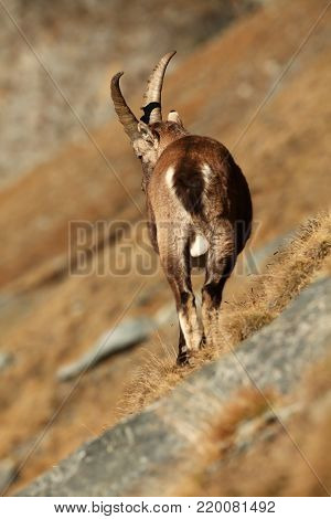 Capra ibex. Photo was taken in Italy. It is found in southern Europe, less in the Western and southern Asia and North Africa. Wildlife of Italy. Autumn in nature.