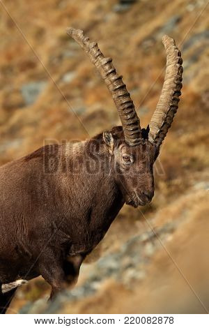 Capra ibex. Photo was taken in Italy. It is found in southern Europe, less in the Western and southern Asia and North Africa. Wildlife of Italy. Autumn in nature.