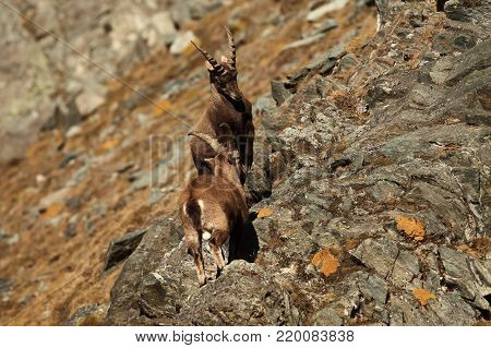 Capra ibex. Photo was taken in Italy. It is found in southern Europe, less in the Western and southern Asia and North Africa. Wildlife of Italy. Autumn in nature.