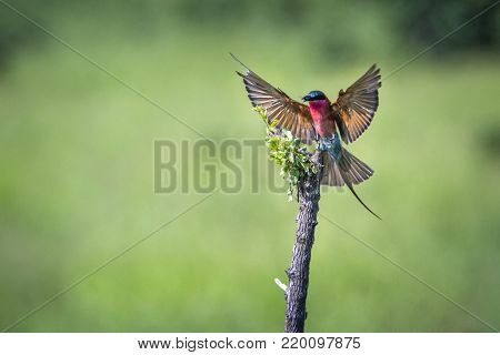 Southern carmine bee-eater in Kruger national park, South African; Specie Merops nubicoides family of Meropidae