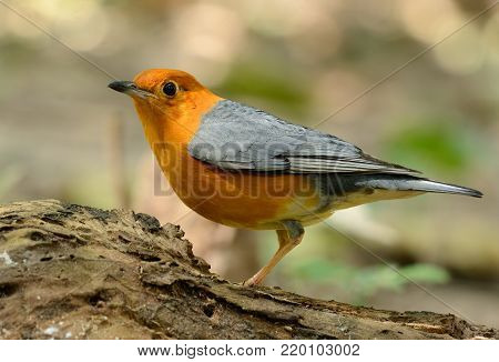 beautiful male Orange-headed Thrush (Zoothera citrina) in Thailand
