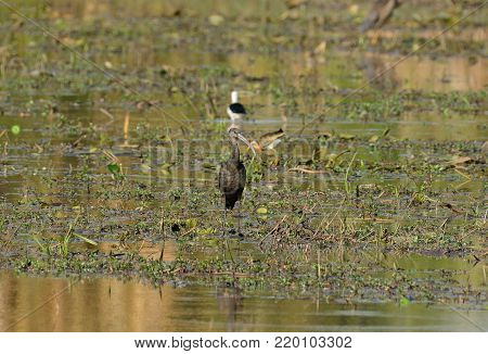 beautiful Glossy Ibises (Plegadis falcinellus) in paddyfields area