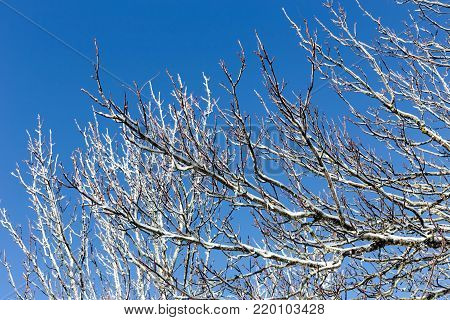 Snowy winter background. Frosty tree branch with snow in winter on the background blue sky.