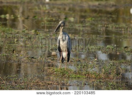beautiful Open-Billed Stork (Anastomus oscitans) in paddyfields area