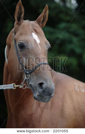 Akhal-Teke Horse In Russia